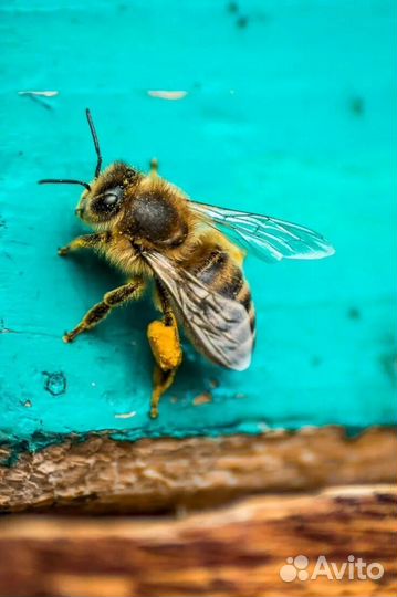 Пчёлы и улья