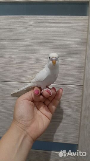 Волнистые попугайчики