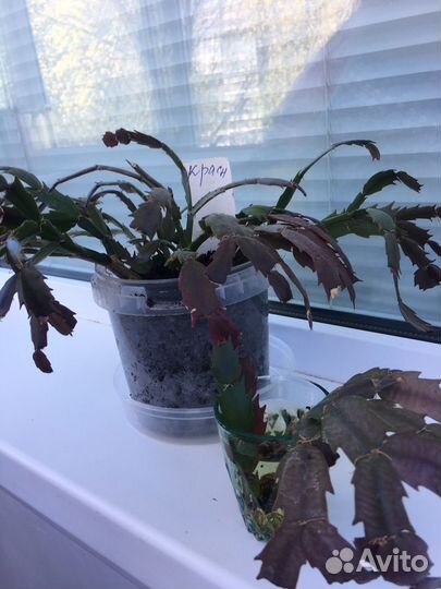 Декабрист желтый, красный, розовый