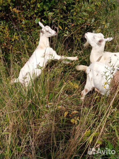 Коза и козочки