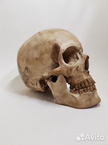 Череп реалистичный