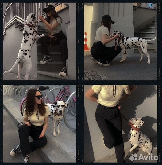 Фотосессия с далматином