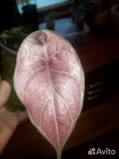 Детки и подростки алоказии Азлани и Черный вельвет