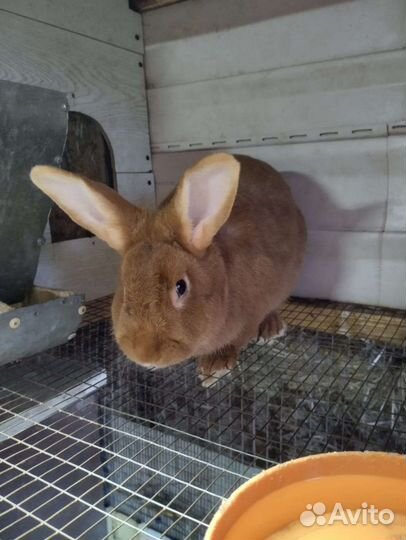 Кролики нзк