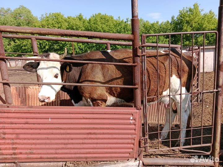 Продам молодую корову