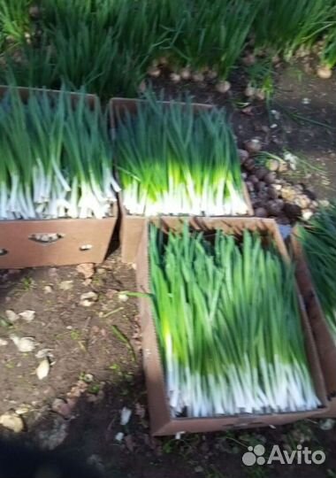 Лук зеленый свежей срезки LUK-8336