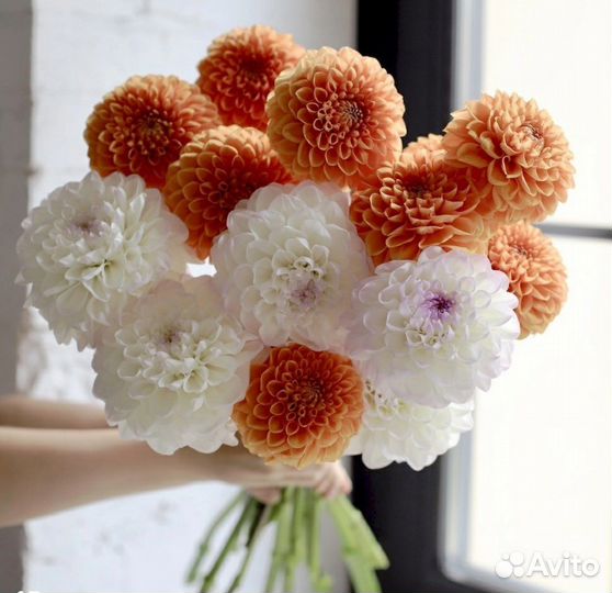 Букет 1 сентября с бесплатной доставкой георгины