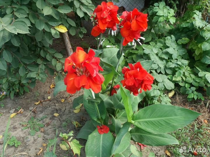 Клубни Канны