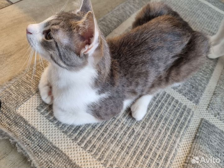 Кошка в дар