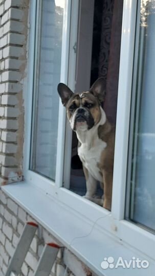 Франзуский бульдог вязка