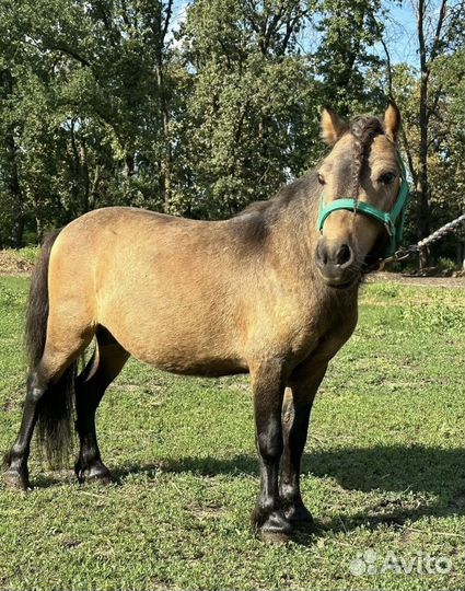 Продажа лошадей