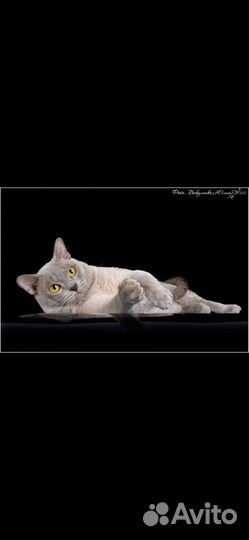 Лиловый кот европейской бурмы для вязки