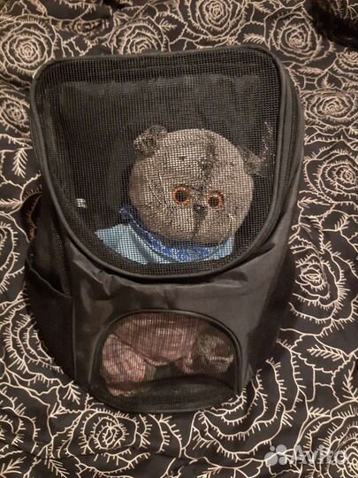 Переноска для кошек новая