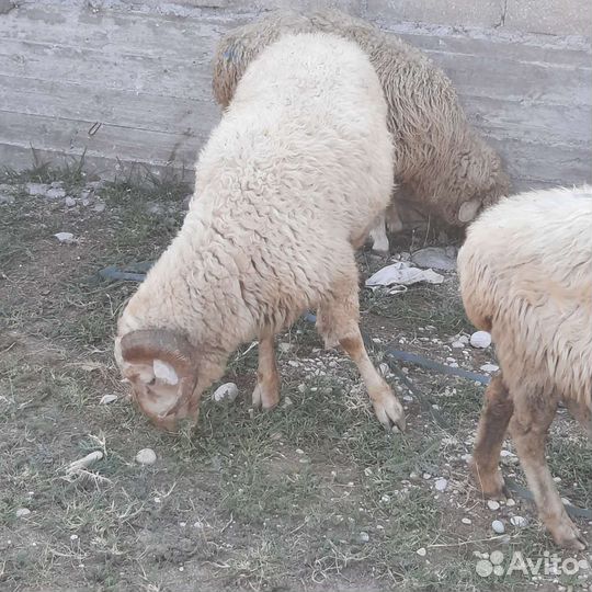 Курдючные бараны овцы