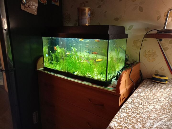 Растения для аквариума