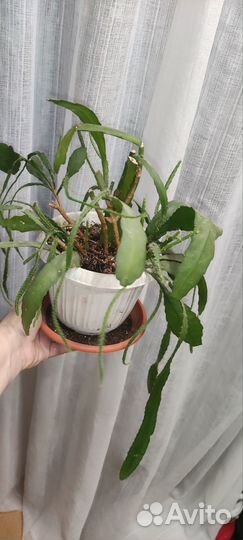 Молочай,эпифиллум