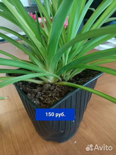 Хлорофитум