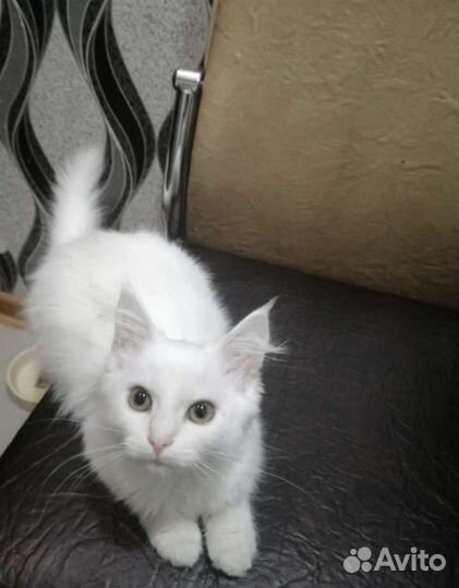 Котёнок белый