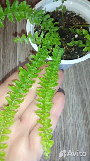 Папоротник нефролепис
