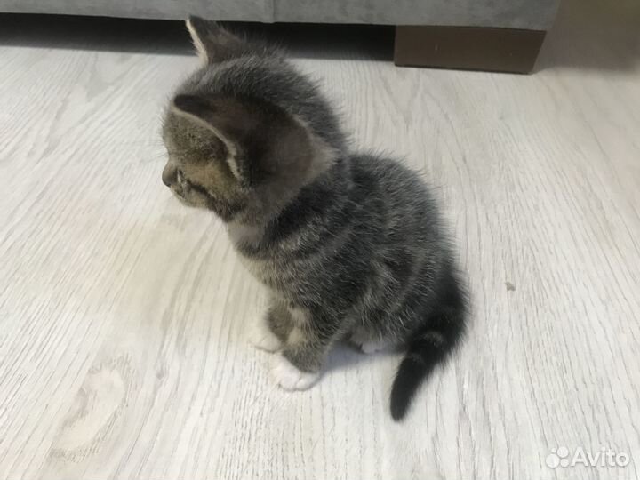 Котятки в добрые руки