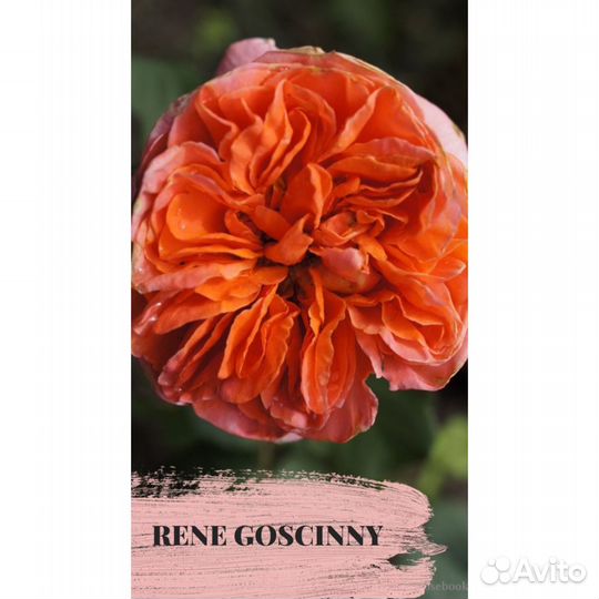 Розы оптом и розницей