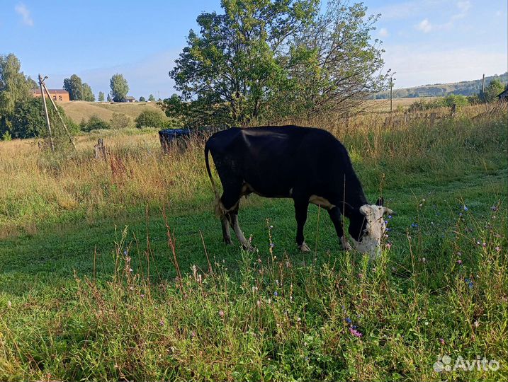 Корова дойная