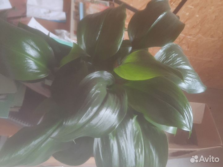 Эухарис амазонская лилия