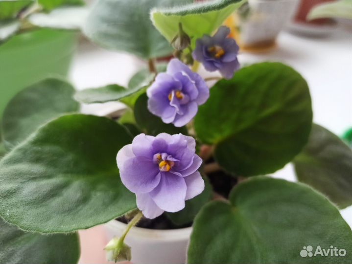 Комнатные цветы