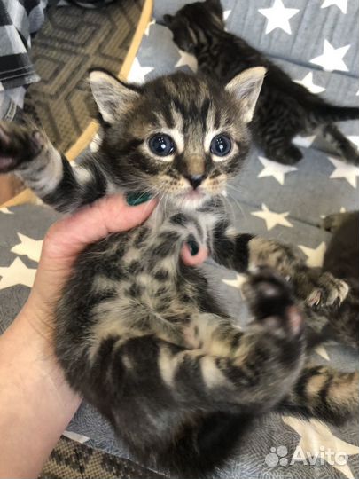 Котята от домашней кошки