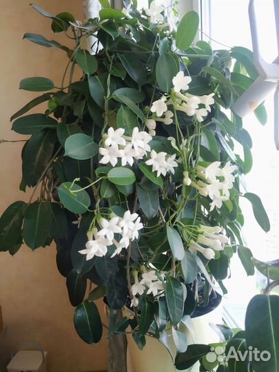 Мадагаскарский жасмин (стефанотис)