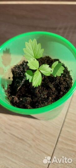 Земляника ремонтадная 