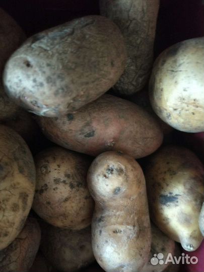 Семенной картофель гала метеор пикассо