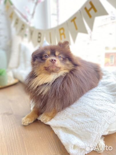 Померанский шпиц вязка кобель