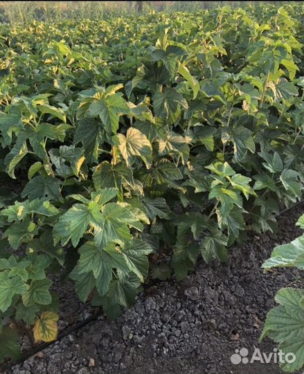 Черная смородина