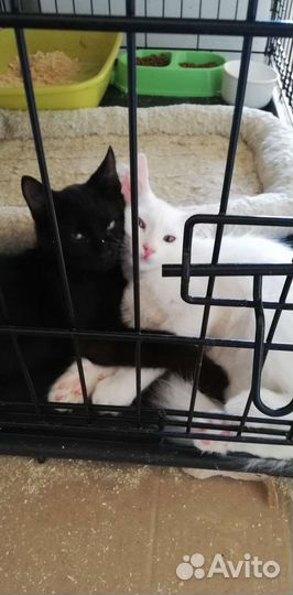 Кошечка Вупи