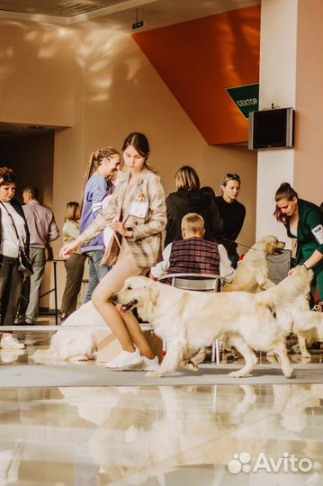 Хендлер, подготовлю вашу собаку к выставке