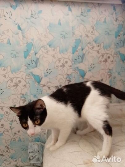 Котики бесплатно в добрые руки