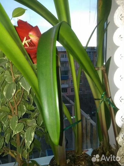 Денежное дерево, пальма