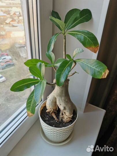 Адениум Thai socotranum