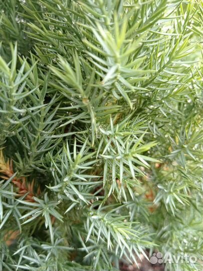 Можжевельник Китайский Стрикта