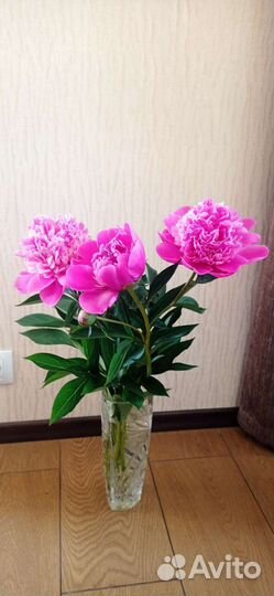 Пионы корни