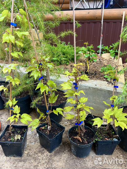 Декоративный виноград Вичи