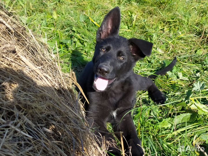 Щенки немецкой овчарки рабочего разведения