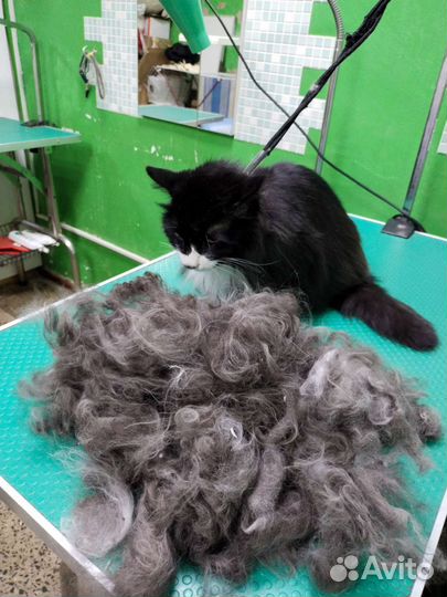 Стрижка собак и кошек