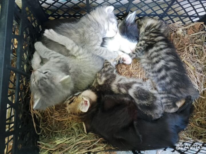 Котята в добрые ручки (бесплатно)