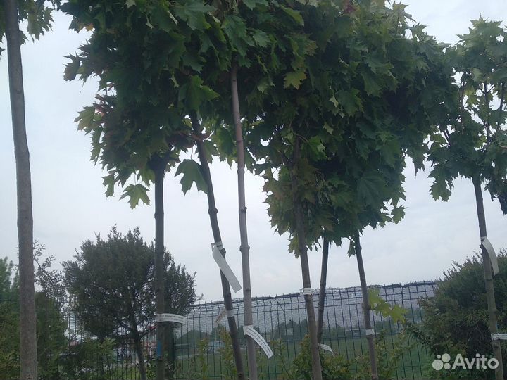 Чернозем,Торфосмесь,Навоз Коровий,Перегной 2г,ЗИЛ