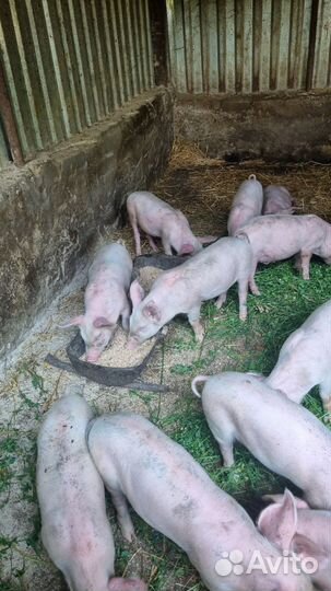 Поросенок ландрас