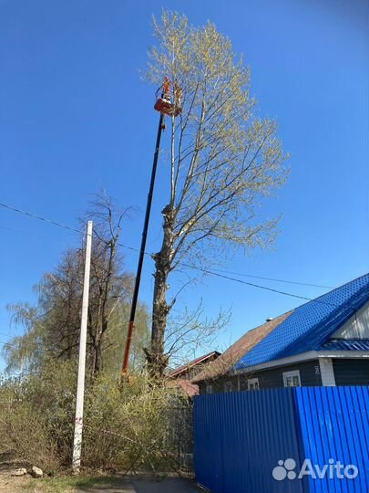 Спил деревьев