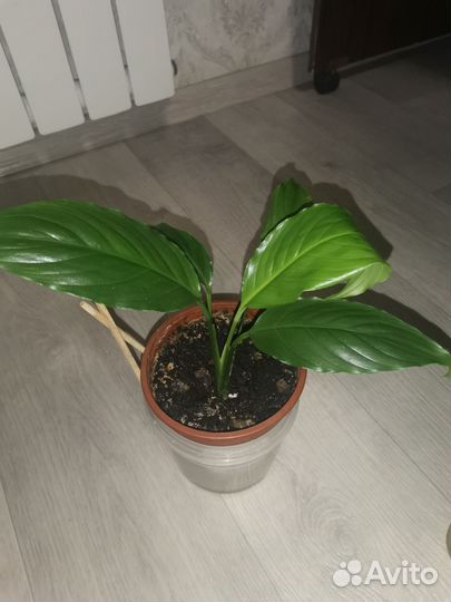 Цветы счастья