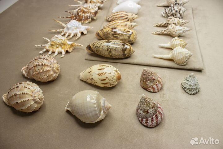 Морские ракушки разные 50-170р/шт
